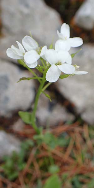 Thlaspi alpinum \ Alpen-Tschelkraut / Alpine Penny-Cress, A Rax 28.6.2020