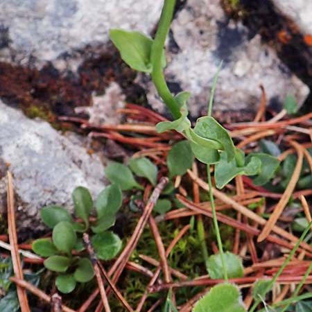 Thlaspi alpinum \ Alpen-Tschelkraut / Alpine Penny-Cress, A Rax 28.6.2020