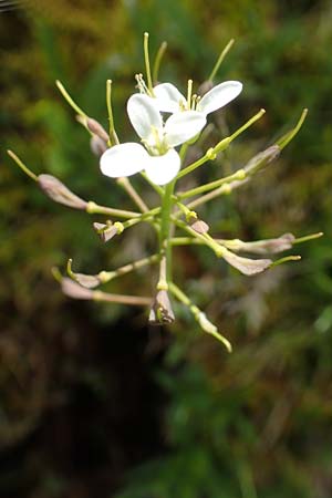 Thlaspi alpinum \ Alpen-Tschelkraut / Alpine Penny-Cress, A Rax 28.6.2020