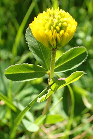 Trifolium aureum \ Gold-Klee / Golden Clover, A Tauplitz-Alm 5.7.2020