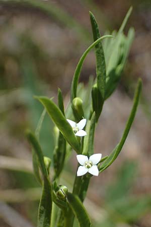 Thesium alpinum \ Alpen-Bergflachs, Alpen-Leinblatt, A Seetaler Alpen, Zirbitzkogel 28.6.2021