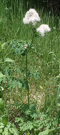 Thalictrum aquilegiifolium \ Groe Wiesenraute, Akeleiblttrige Wiesenraute / French Meadow-Rue, A Pusterwald, Eiskar 29.6.2021