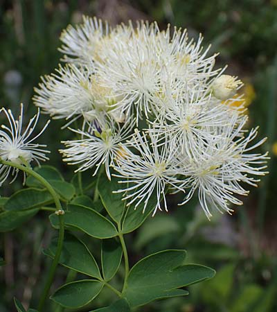 Thalictrum aquilegiifolium \ Groe Wiesenraute, Akeleiblttrige Wiesenraute / French Meadow-Rue, A Pusterwald, Eiskar 29.6.2021