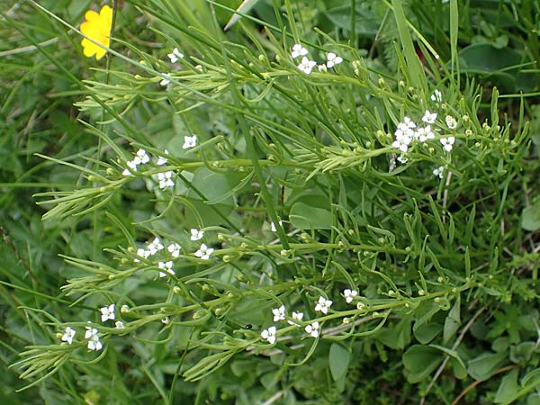 Thesium alpinum \ Alpen-Bergflachs, Alpen-Leinblatt / Alpine Bastard Toadflax, A Kärnten/Carinthia, Koralpe 5.7.2023