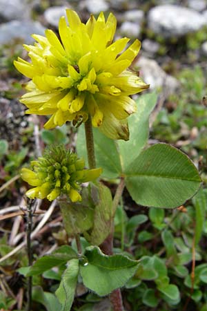 Trifolium badium \ Braun-Klee / Brown Clover, A Malta - Tal / Valley 7.6.2008