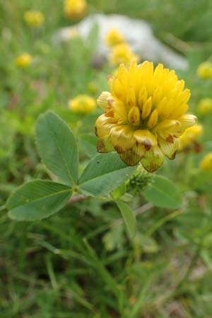 Trifolium badium \ Braun-Klee / Brown Clover, A Osttirol, Porze 13.7.2019