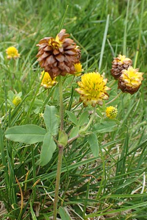 Trifolium badium / Brown Clover, A Osttirol, Porze 13.7.2019