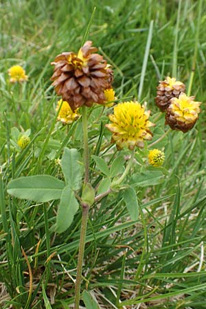 Trifolium badium \ Braun-Klee / Brown Clover, A Osttirol, Porze 13.7.2019