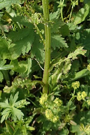 Tephroseris crispa \ Krauses Aschenkraut, Bach-Greiskraut / Frizzly Groundsel, A Rax 28.6.2020