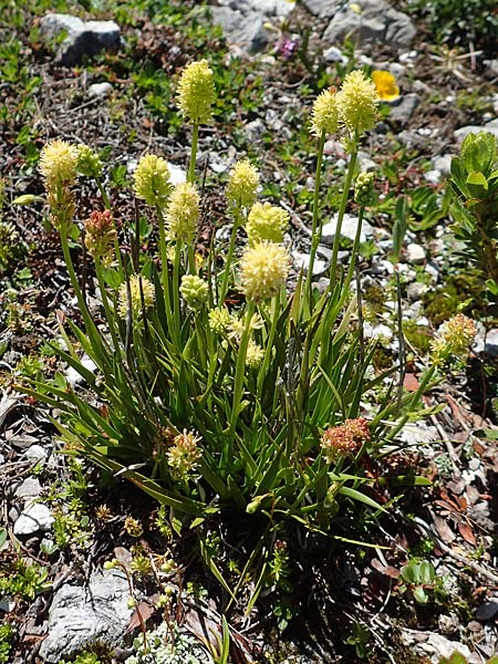 Tofieldia calyculata \ Gewhnliche Simsenlilie, A Lawinenstein 5.7.2020