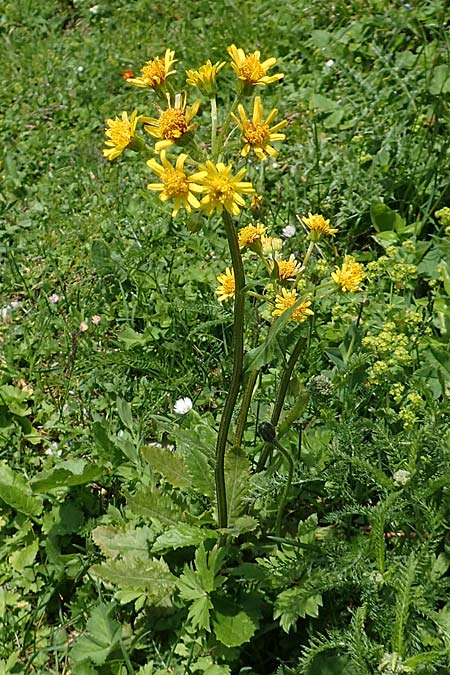 Tephroseris crispa \ Krauses Aschenkraut, Bach-Greiskraut / Frizzly Groundsel, A Dachstein Südwand 7.7.2020