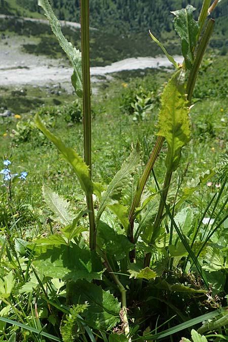 Tephroseris crispa \ Krauses Aschenkraut, Bach-Greiskraut / Frizzly Groundsel, A Dachstein Südwand 7.7.2020