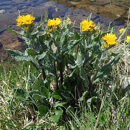 Tephroseris pseudocrispa \ Cividale-Greiskraut / Cividale Groundsel, A Seetaler Alpen, Zirbitzkogel 28.6.2021