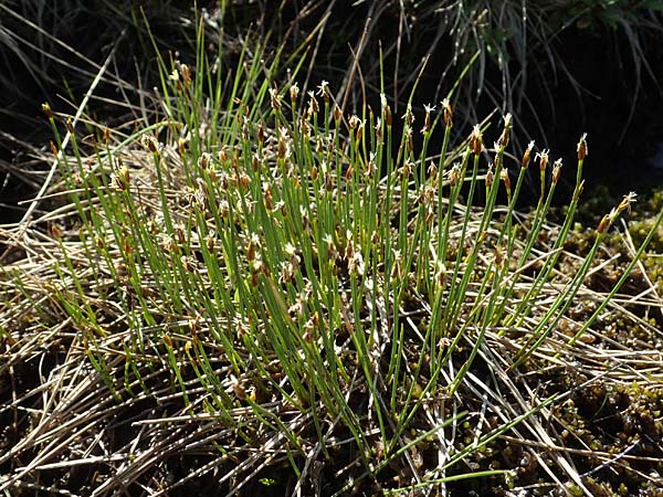 Trichophorum cespitosum subsp. cespitosum \ Gewhnliche Rasenbinse / Deer Grass, A Seetaler Alpen, Zirbitzkogel 28.6.2021