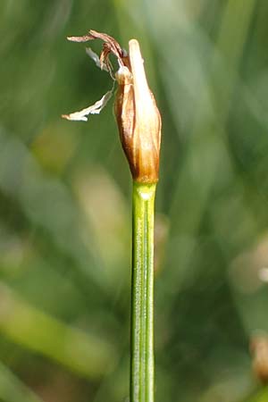 Trichophorum cespitosum subsp. cespitosum \ Gewhnliche Rasenbinse / Deer Grass, A Niedere Tauern, Sölk-Pass 26.7.2021