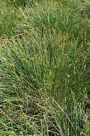 Trichophorum cespitosum subsp. cespitosum \ Gewhnliche Rasenbinse / Deer Grass, A Niedere Tauern, Sölk-Pass 26.7.2021