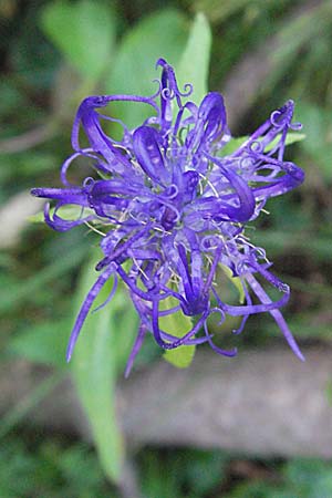 Phyteuma orbiculare / Round-Headed Rampion, A Carinthia, Petzen 21.7.2007