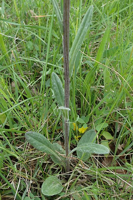 Tephroseris integrifolia \ Steppen-Greiskraut, A Perchtoldsdorf 7.5.2022