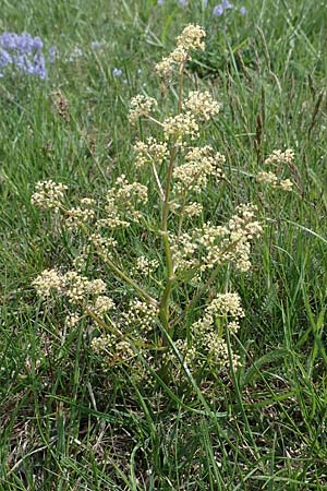 Trinia glauca \ Blaugrner Faserschirm / Honewort, A Seewinkel, Apetlon 8.5.2022