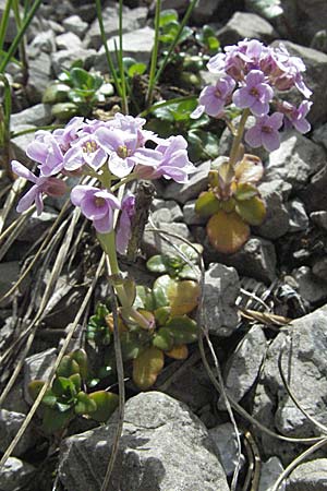 Noccaea rotundifolia \ Rundblttriges Tschelkraut, A Hahntennjoch 27.5.2007