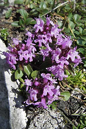 Thymus polytrichus \ Gebirgs-Thymian / Wild Thyme, A Kärnten/Carinthia, Petzen 21.7.2007