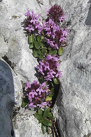 Thymus polytrichus \ Gebirgs-Thymian / Wild Thyme, A Kärnten/Carinthia, Petzen 21.7.2007