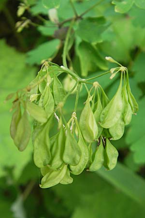 Thalictrum aquilegiifolium \ Groe Wiesenraute, Akeleiblttrige Wiesenraute, A Kärnten, Petzen 2.7.2010