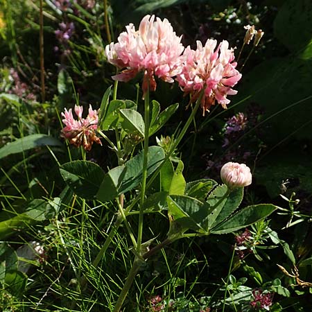 Trifolium hybridum \ Schweden-Klee / Alsike Clover, A Kärnten/Carinthia, Petzen 8.8.2016