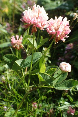 Trifolium hybridum \ Schweden-Klee / Alsike Clover, A Kärnten/Carinthia, Petzen 8.8.2016