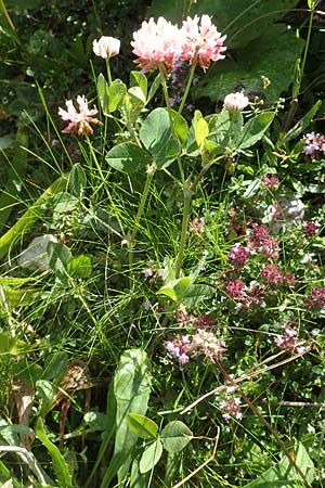 Trifolium hybridum \ Schweden-Klee / Alsike Clover, A Kärnten/Carinthia, Petzen 8.8.2016