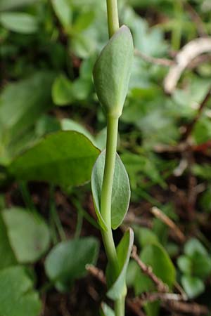 Microthlaspi perfoliatum \ hrchen-Kleintschelkraut, Stngelumfassendes Hellerkraut, A Schneealpe 30.6.2020