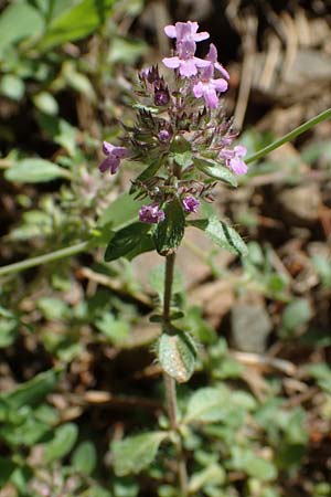 Thymus pulegioides subsp. carniolicus / Krain Thyme, A Kraubath (Mur) 27.6.2021