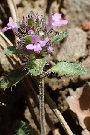 Thymus pulegioides subsp. carniolicus / Krain Thyme, A Kraubath (Mur) 27.6.2021