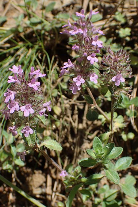 Thymus pulegioides subsp. carniolicus / Krain Thyme, A Kraubath (Mur) 27.6.2021