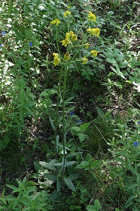 Tephroseris integrifolia \ Steppen-Greiskraut / Field Fleawort, A Hainburg 14.5.2022