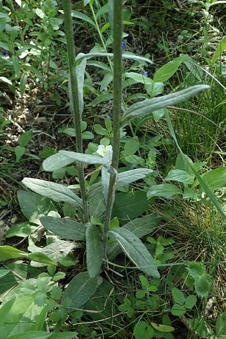 Tephroseris integrifolia \ Steppen-Greiskraut, A Hainburg 14.5.2022