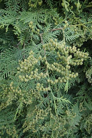 Thuja occidentalis \ Abendlndischer Lebensbaum, Gewhnliche Thuja, A Kärnten, St. Kanzian am Klopeiner See 20.5.2016