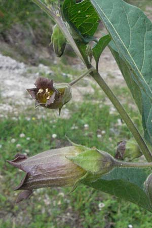 Atropa bella-donna \ Tollkirsche / Deadly Nightshade, A Imst 10.6.2007