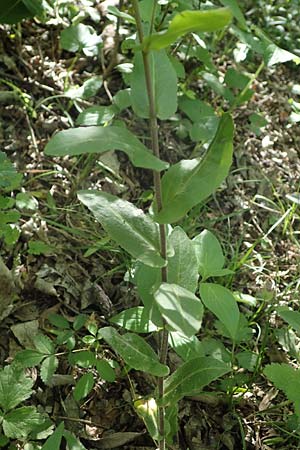 Arabis turrita \ Turm-Gnsekresse / Tower Cress, A Hainburg 14.5.2022