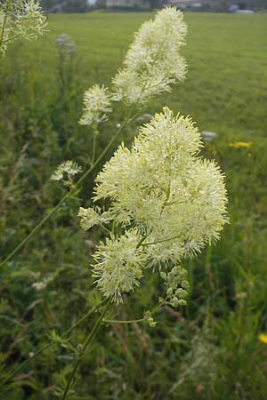 Thalictrum lucidum \ Glnzende Wiesenraute / Shining Meadow-Rue, A Lietzen 4.7.2010