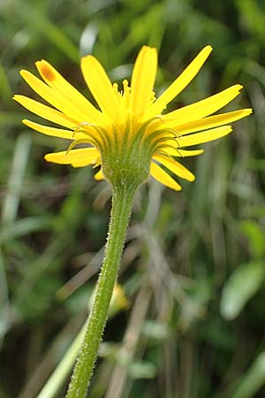 Tephroseris longifolia \ Voralpen-Greiskraut, Obir-Greiskraut / Longleaf Groundsel, A Kärnten/Carinthia, St. Paul im Lavanttal 16.5.2016