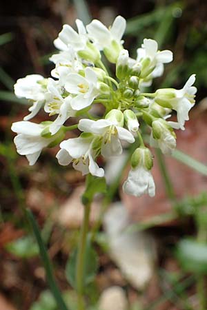 Noccaea praecox \ Frhes Hellerkraut, Frhblhendes Tschelkraut / Early Penny-Cress, A Kärnten/Carinthia, Feistritz im Rosental 17.5.2016