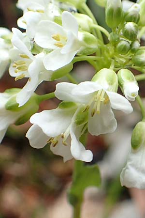 Noccaea praecox \ Frhes Hellerkraut, Frhblhendes Tschelkraut / Early Penny-Cress, A Kärnten/Carinthia, Feistritz im Rosental 17.5.2016