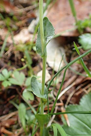 Noccaea praecox / Early Penny-Cress, A Carinthia, Feistritz im Rosental 17.5.2016