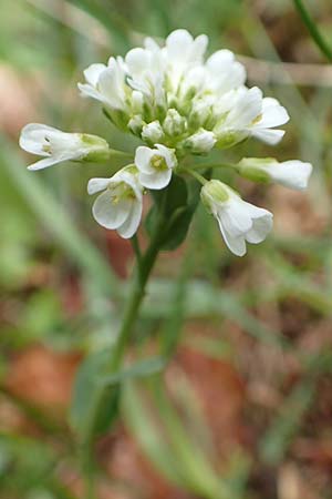 Noccaea praecox / Early Penny-Cress, A Carinthia, Feistritz im Rosental 17.5.2016