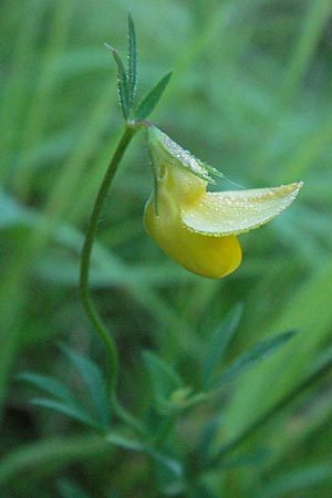 Lotus maritimus \ Gelbe Spargelerbse, A Klaus 14.7.2007