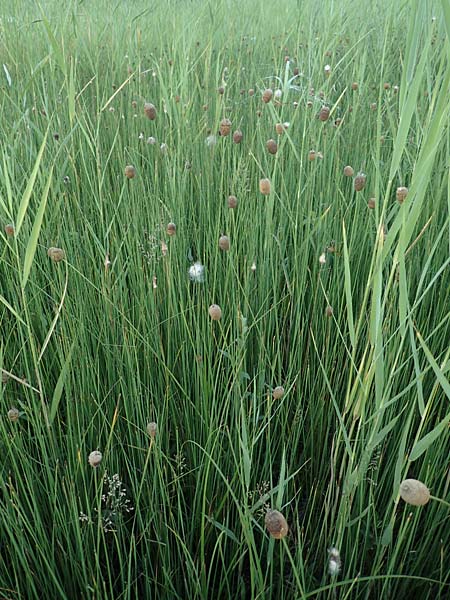 Typha minima \ Zwerg-Rohrkolben / Dwarf Bulrush, Miniature Cattail, A Bregenz 10.7.2015