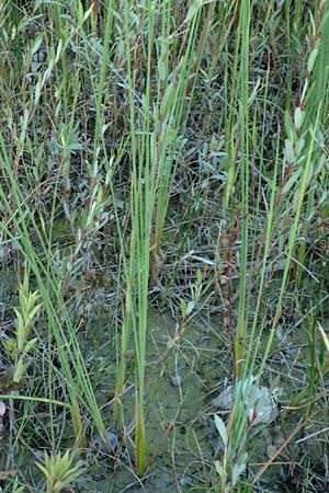 Typha minima \ Zwerg-Rohrkolben / Dwarf Bulrush, Miniature Cattail, A Bregenz 10.7.2015