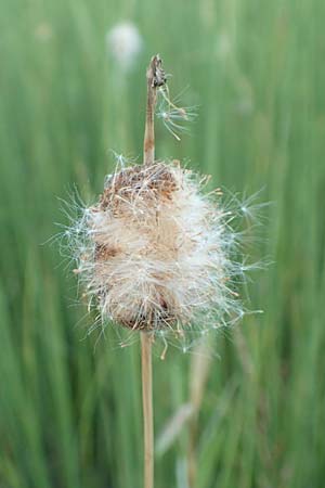 Typha minima / Dwarf Bulrush, Miniature Cattail, A Bregenz 10.7.2015