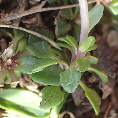 Noccaea alpestris \ Voralpen-Tschelkraut, Alpen-Hellerkraut, A Kärnten, Hochobir 19.5.2016